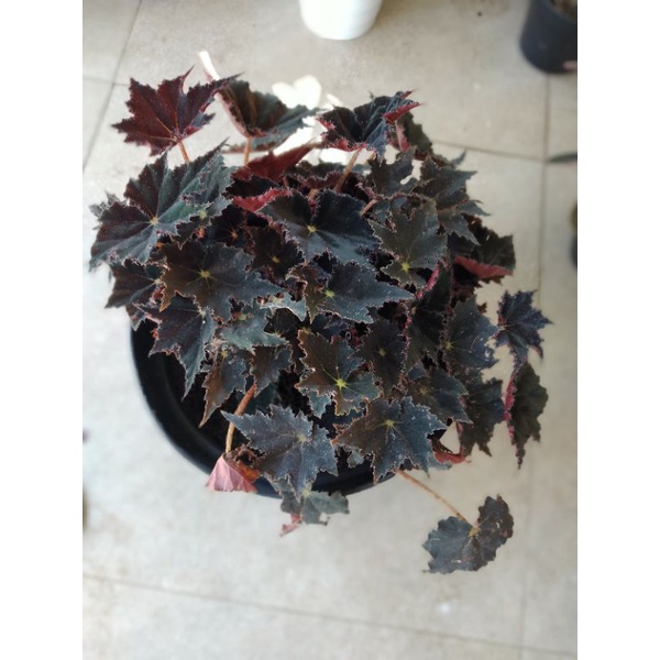 begonia bintang hitam begonia black velvet