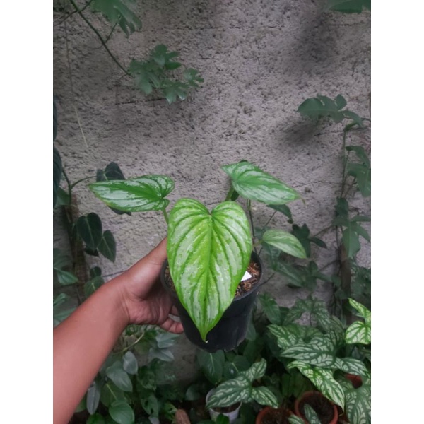 Tanaman Philodendron Mamei