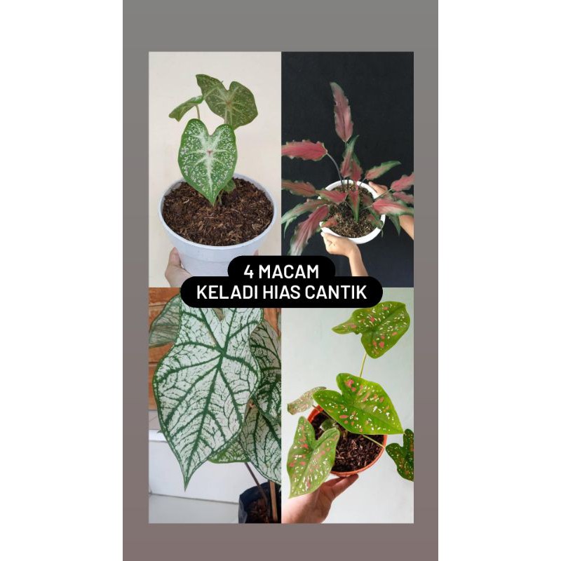 Paket 4 Jenis Keladi cantik || Keladi galxy, keladi kriss, keladi tissue, keladi tricolour