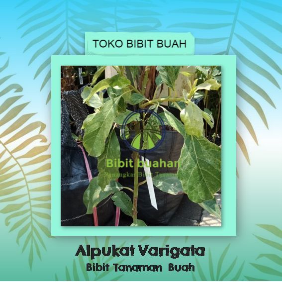 Bibit Tanaman Buah Alpukat Varigata