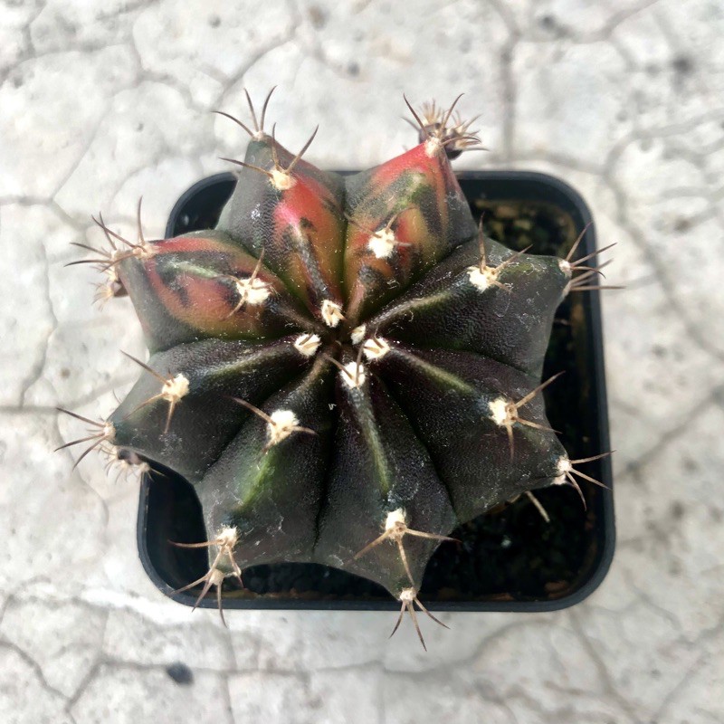 Kaktus Gymno Black Pearl