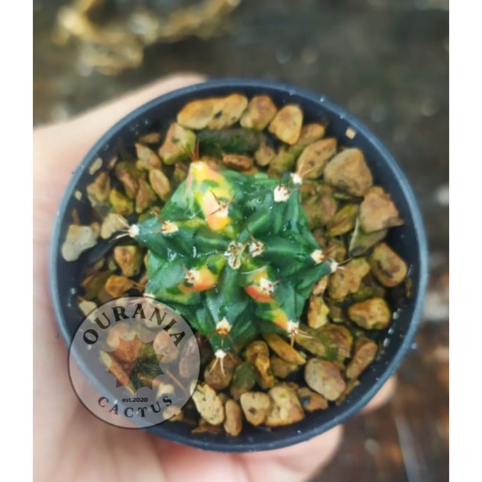 Kaktus Gymnocalycium T31115