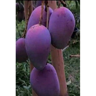 Bibit Pohon Mangga Irwin