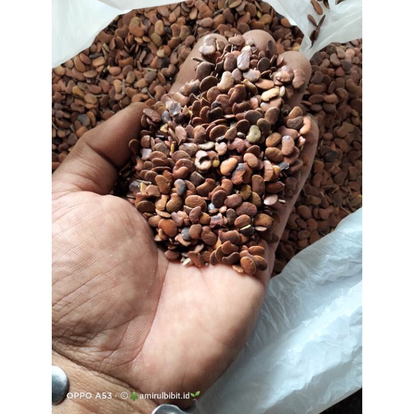 

biji sonokeling 1kg