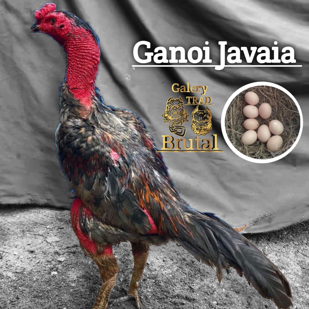 telur ayam ganoi ori javaia vietnam