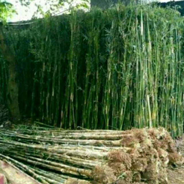 Tanaman Hias Bambu Jepang Untuk Hiasan Taman Pagar Rumah