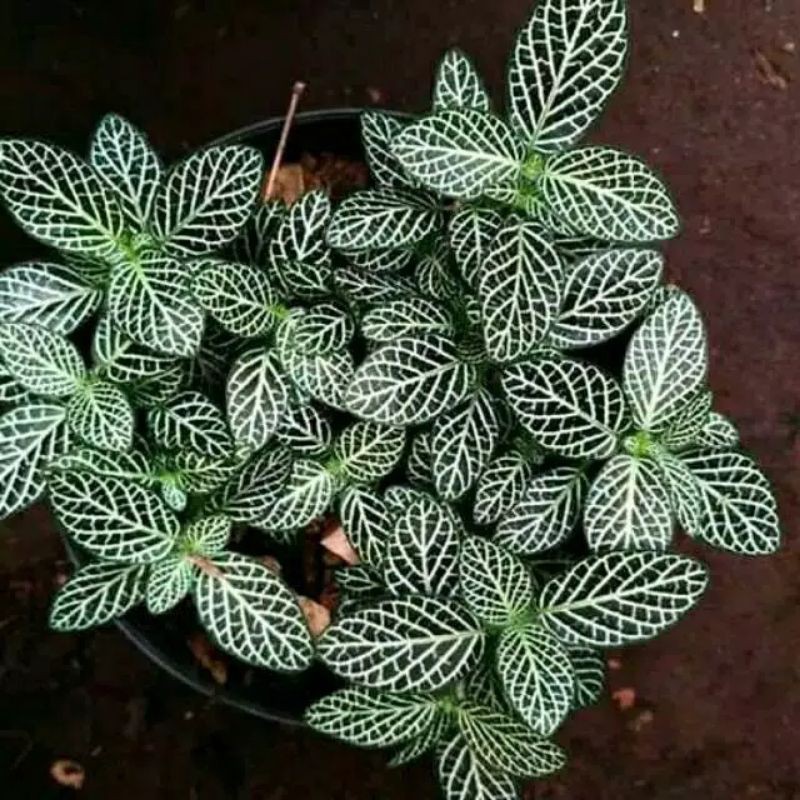 tanaman hias episia mutiara-tanqman hias gantung episia