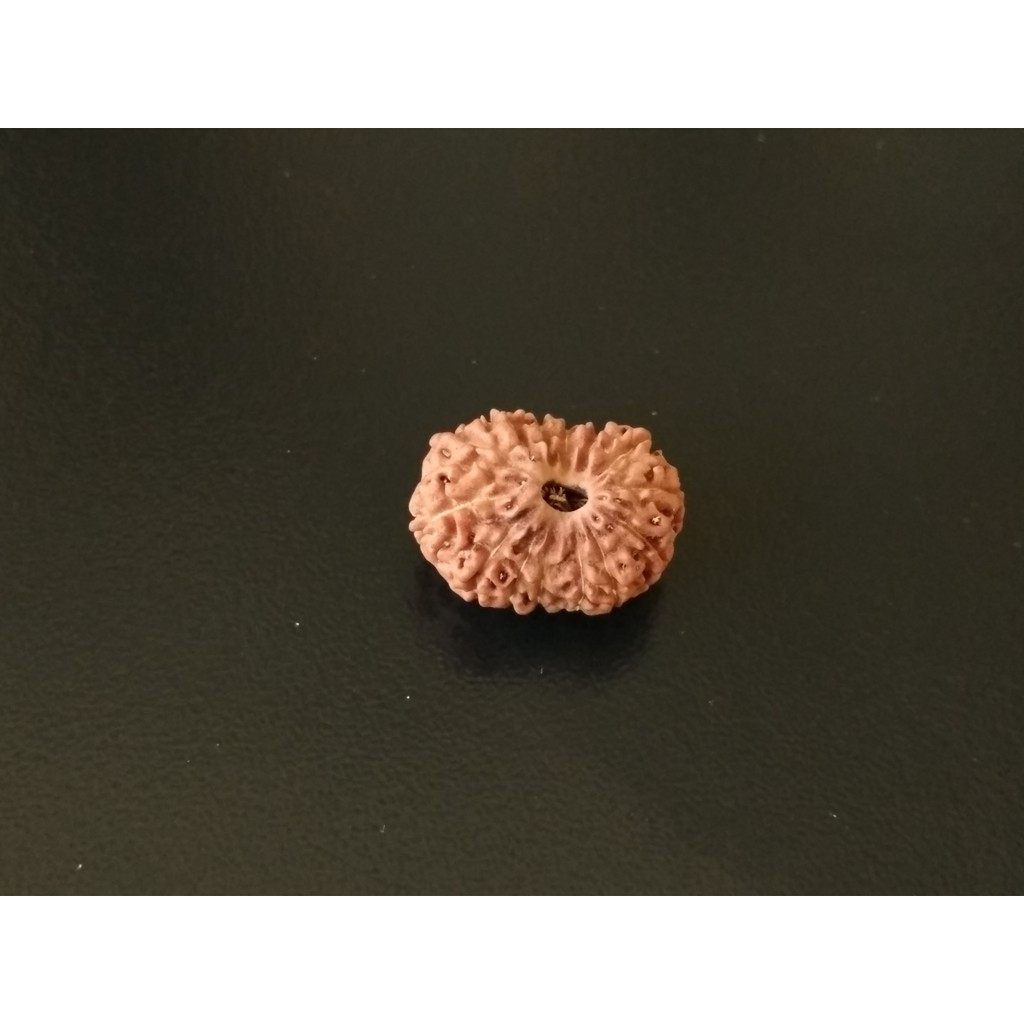 Jenitri Mukhi 14 D18.35x14 Liontin Genitri Rudraksha