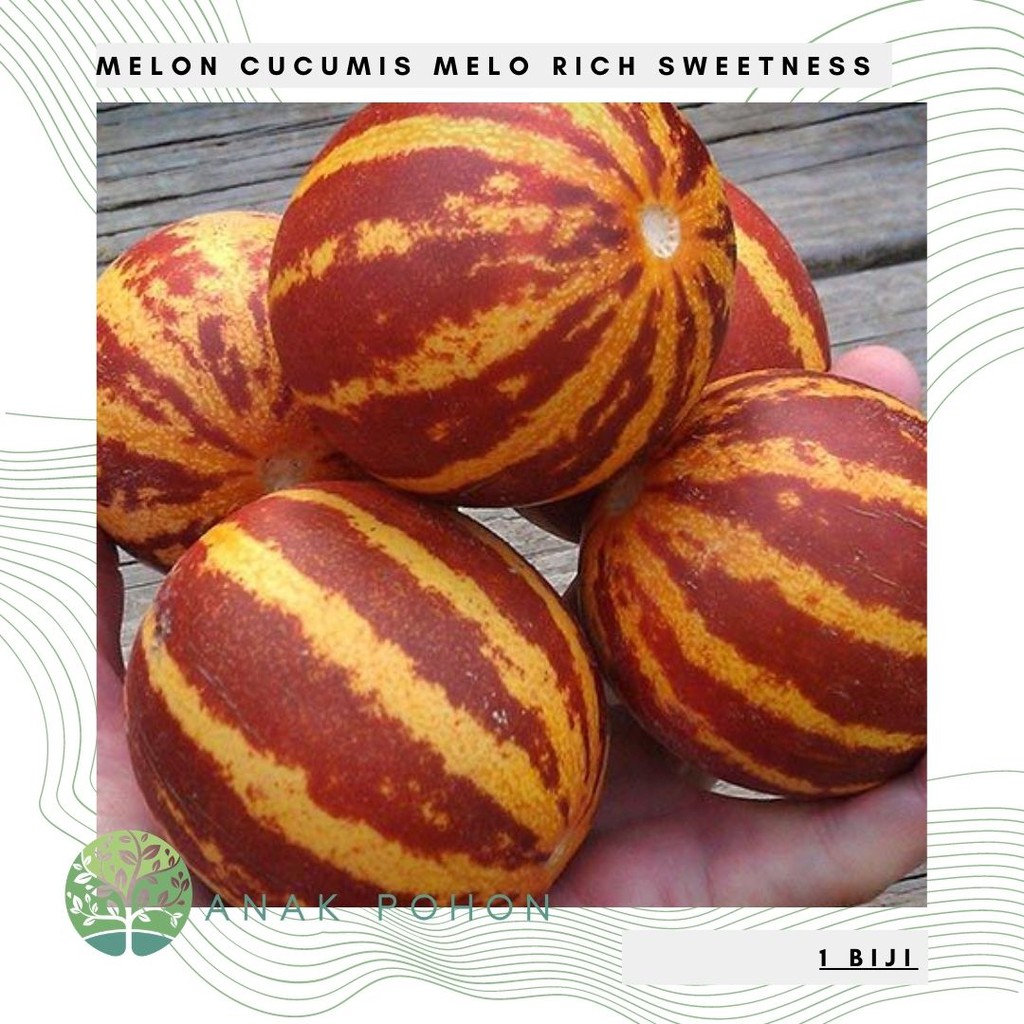 Benih Bibit Biji - Melon Rich Sweetness Cucumis melo Seeds