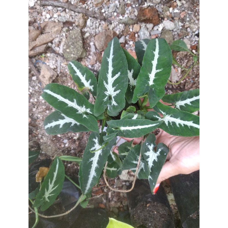 

syngongium wendlandii