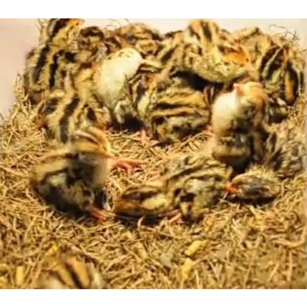 

Murah Banget☈ Telur puyuh tetas/fertil kemasan 50 butir + bonus telur 68 ★