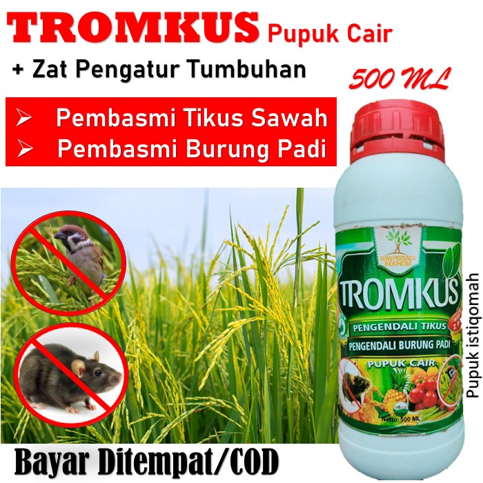 tromkus obat mematikan hama tikus padi - tromkus obat mengendalikan serangan hama burung padi - Obat