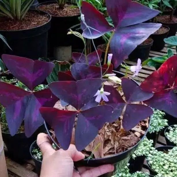 Tanaman hias oxalis ungu