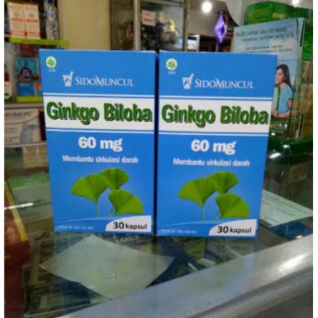 Ginkgo biloba sidomuncul