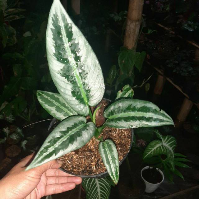 Tanaman hias hamalomena schismatoglottis