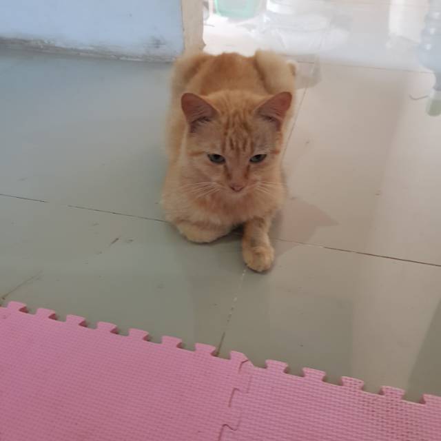 nurlaila8