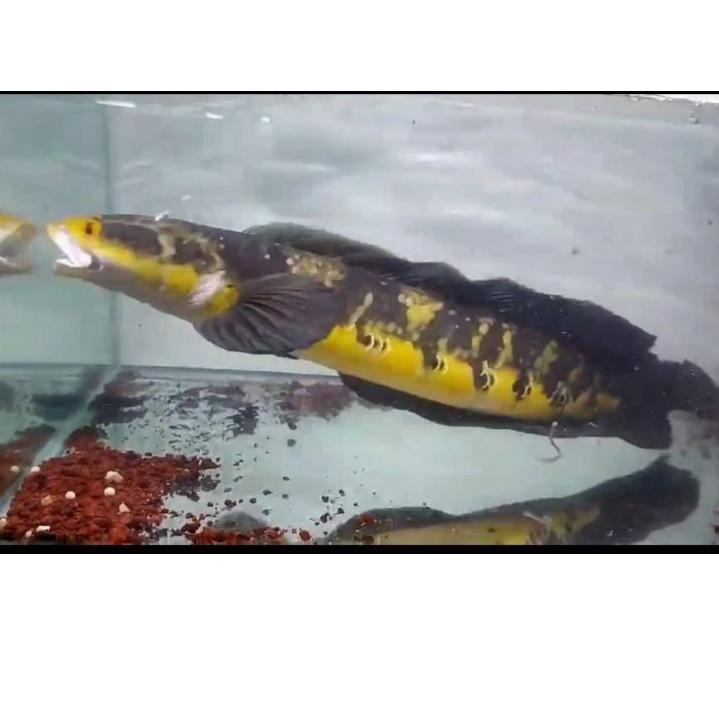 「 Produk Trend 」 -40 &gt; (COD) ikan channa 23-25 cm maru yellow sentarum (red eye ) chana ys ( GARANSI