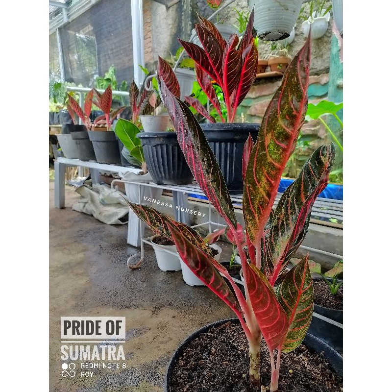 

POS Pride Of Sumatra - baby POS