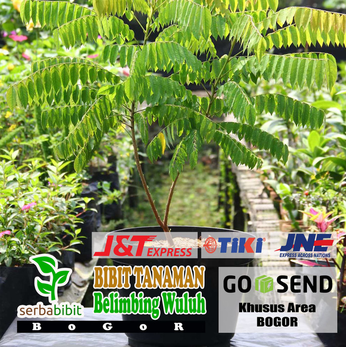 Bibit Buah Belimbing Wuluh