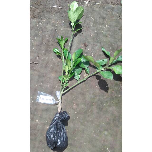 Bibit Red Pamelo