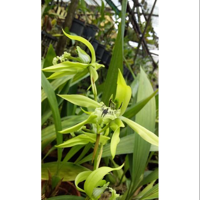 DEWASA ANGGREK CEOLOGYNE PANDURATA / anggrek hitam kalimantan