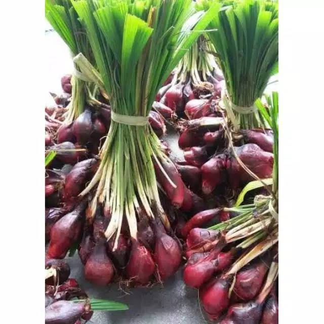 

Bawang dayak khas Palangkaraya