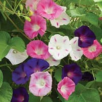 Benih Bibit Biji - Bunga Morning Glory Choice Mix Flower Seeds - IMPORT