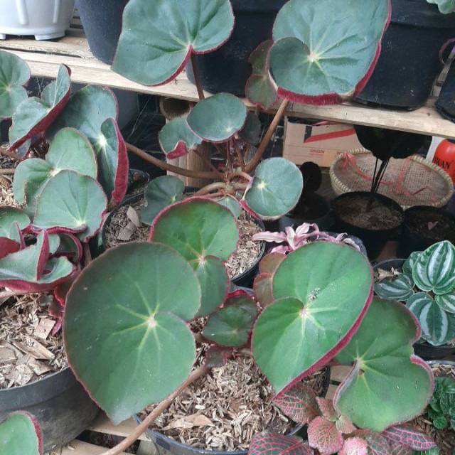 Tanaman hias begonia karpet