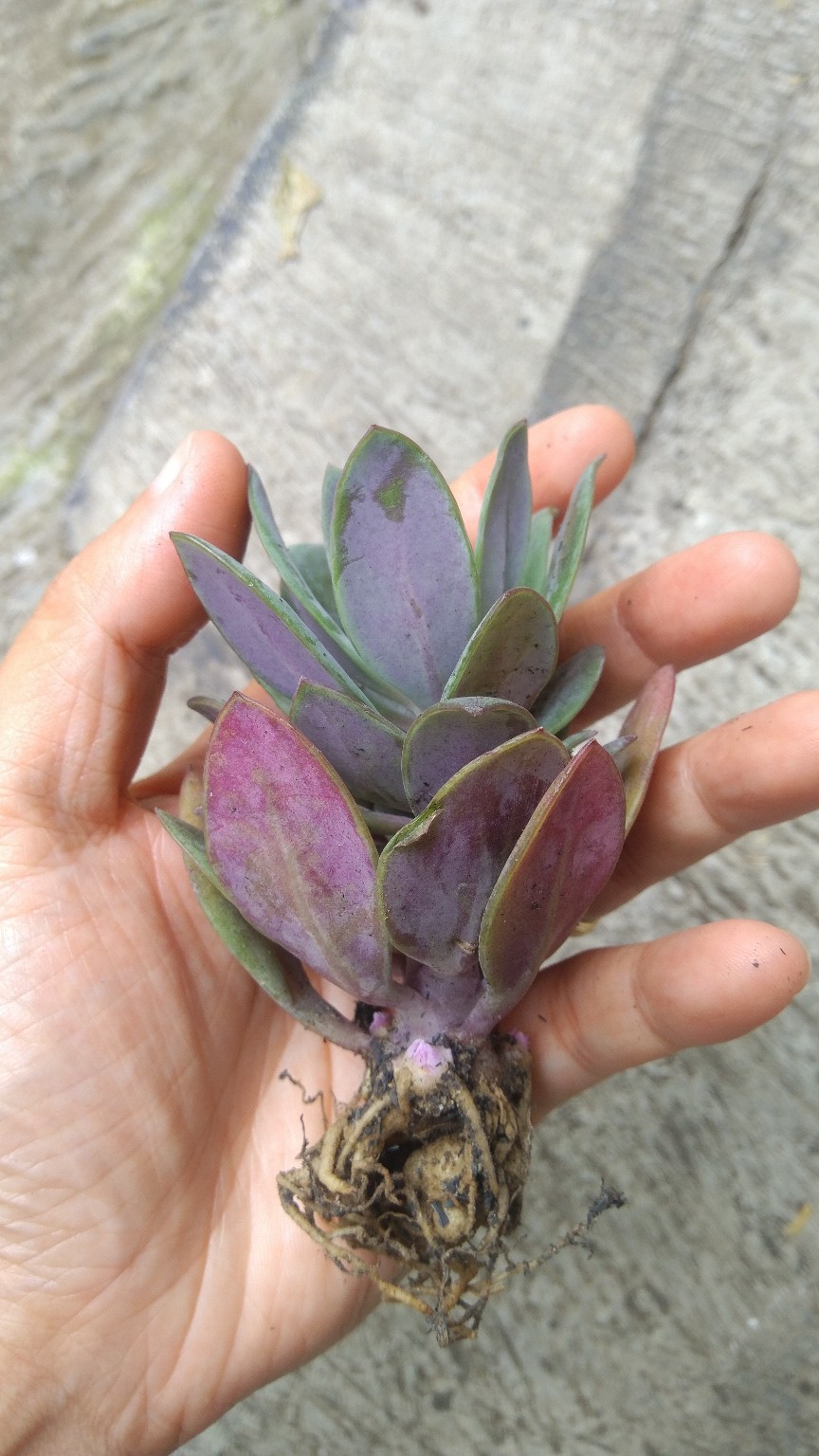 Sekulen Klenia Fulgens Hook