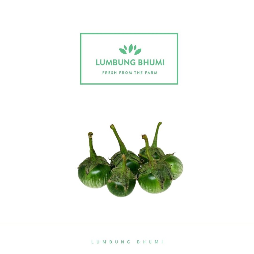 

Lumbung Bhumi - Terong Bulat Hijau 200 Gr ( Sayur Curah )