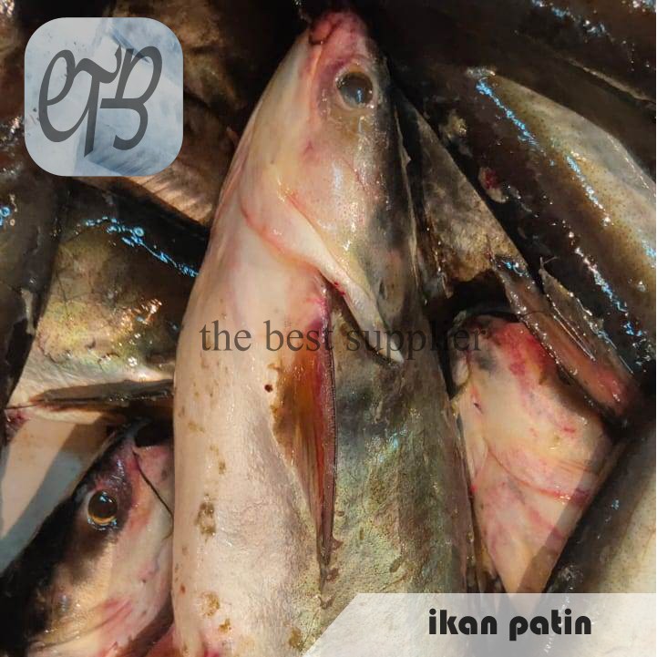 

Ikan Patin Segar