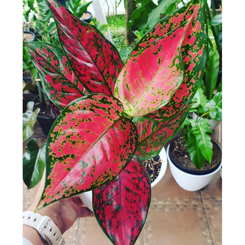 Tanaman hias aglonema venus-aglonema-tanaman hidup -tanaman hidup