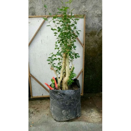 BAHAN BONSAI SERUT HIDUP SMALL TWIN 40k