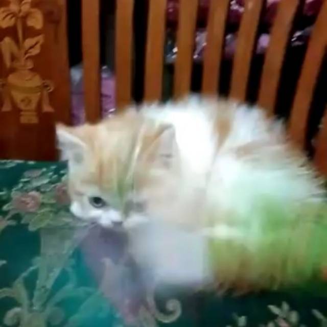 Kitten exotic shorthair flatnose jantan