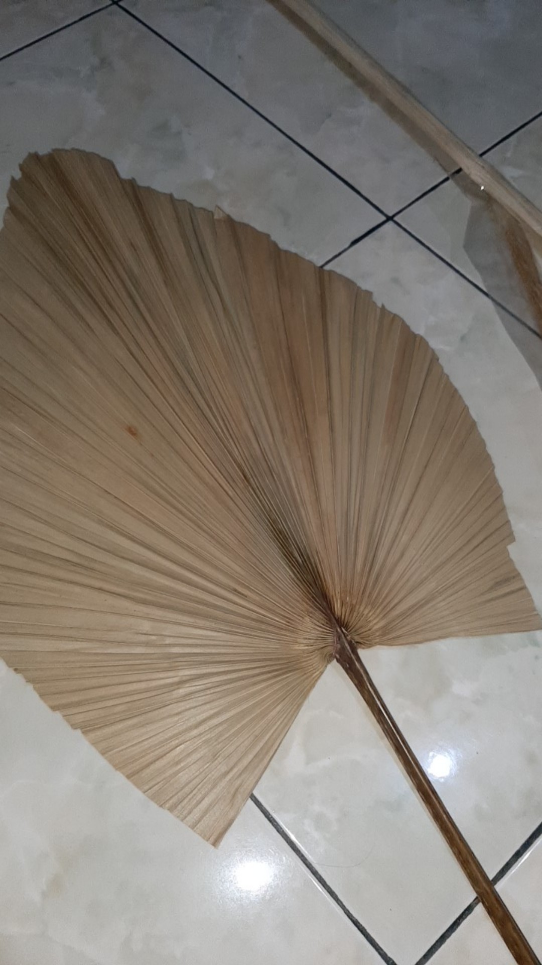 Daun Palm Kering Ukuran 30cm | Dried Palm Leaves | Dried Flowers