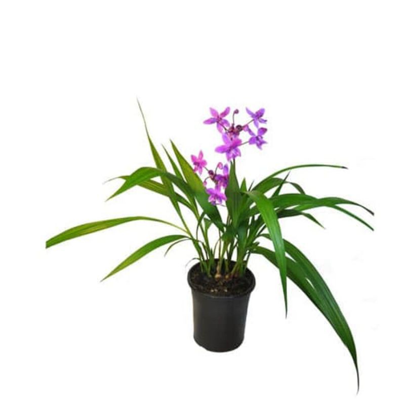 ANGGREK TANAH BUNGA UNGU / ANGGREK / ANGREK TANAH