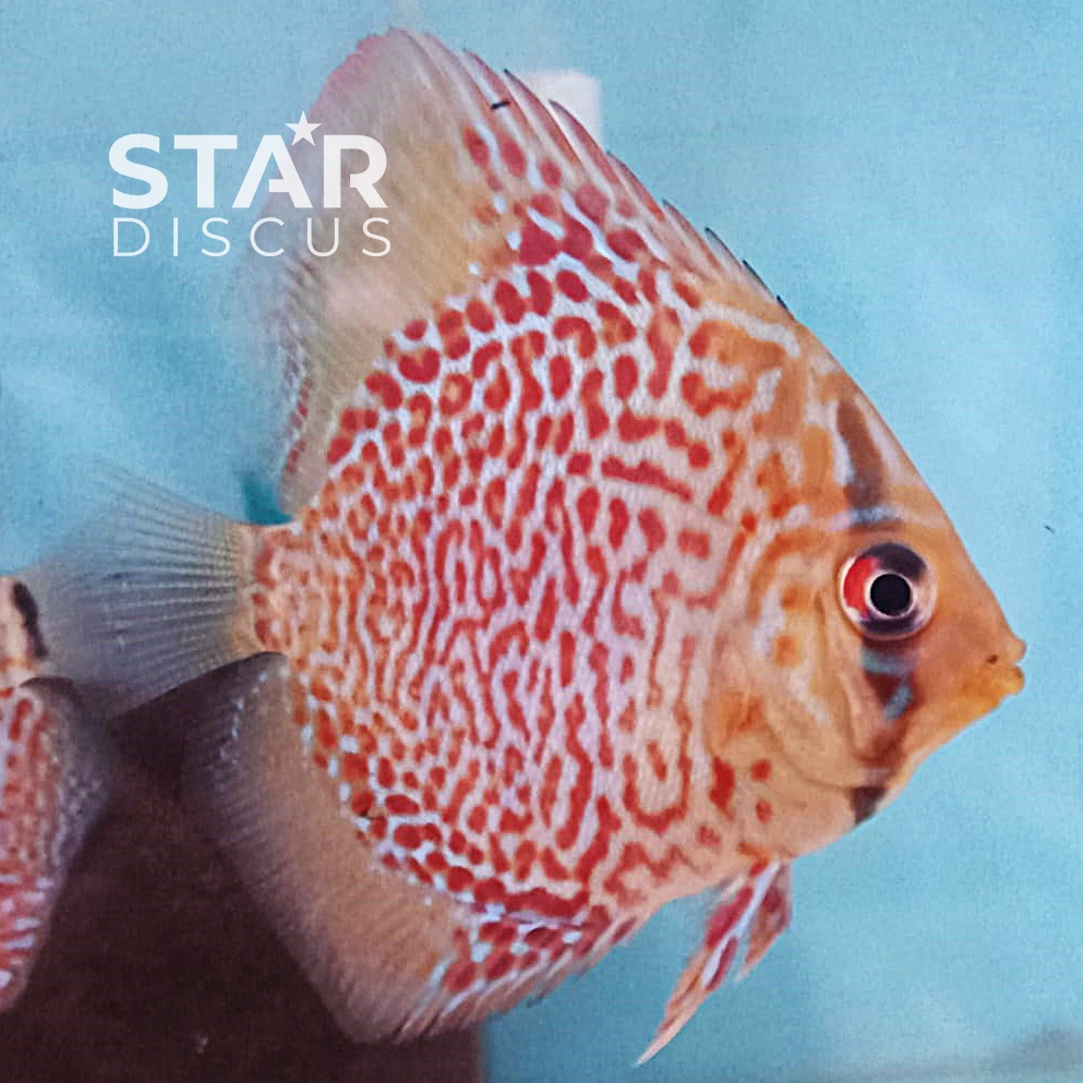 Discus Ring Leopard 2 inch (up)