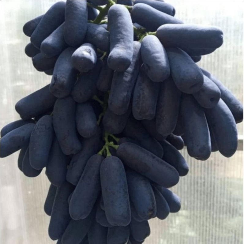 bibit anggur impor moondrop-bibit anggur import moondrop grafting asli