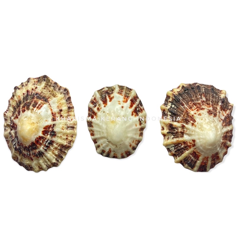 PATELLA DEPRESSA SHELL A TRUE LIMPET SHELL PATELLA ULYSSIPONENSIA PATELLA RUSTICA RUSTICA PATELLA AS