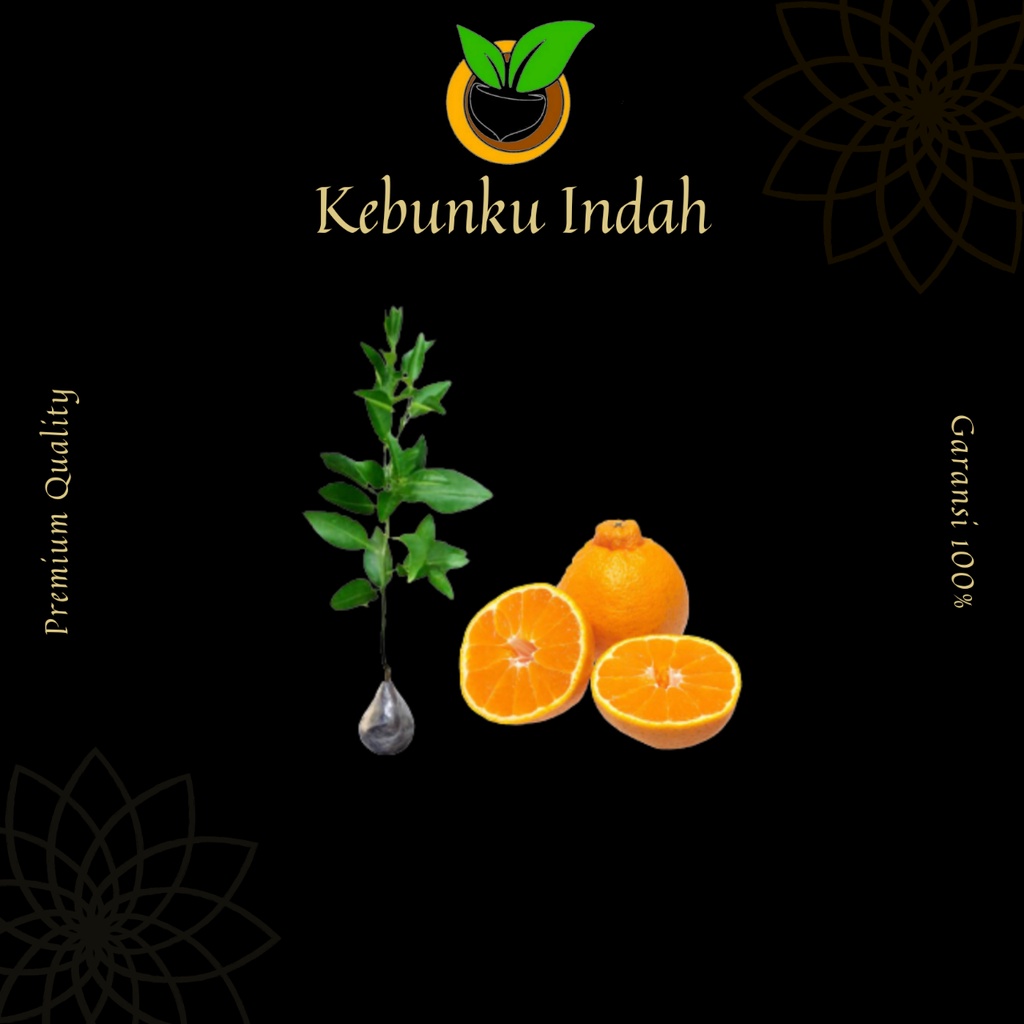 BIBIT JERUK DEKOPON OKULASI