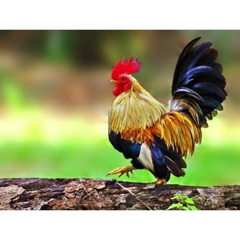 

telur ayam hias Kate