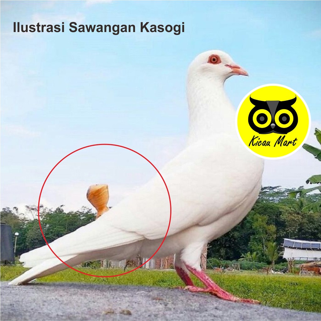 SAWANGAN KASOGI SAWANGAN KAYU FIBER PELUIT PLUIT MERPATI HATONG HOTANG SEMPRITAN BURUNG MERPATI BALAP ANGKRIK DARA POS NYARING KSGSW