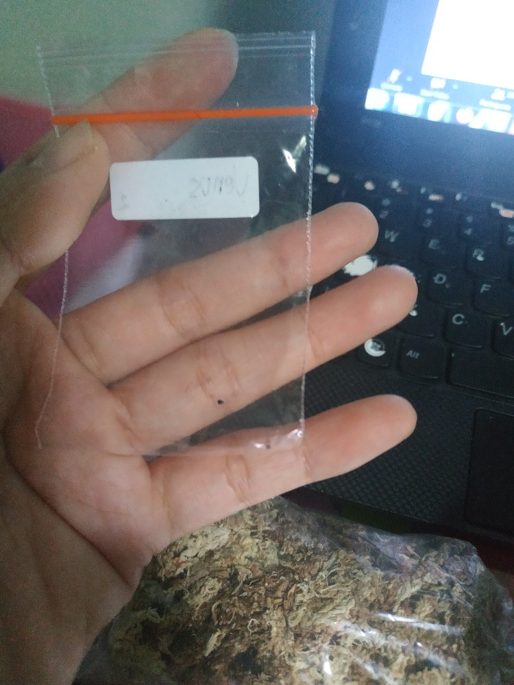 Biji / Benih / Seed Tanaman Karnivora Venus Flytrap