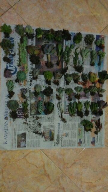 Paket Sekulen 50 Pcs