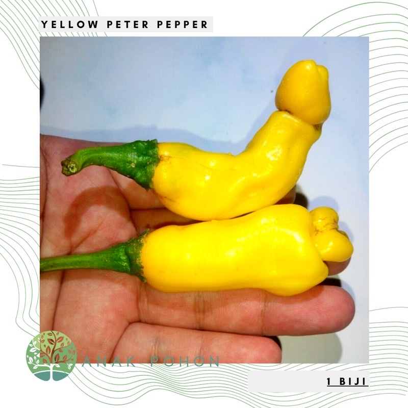 Benih Bibit Biji - Cabai Yellow Peter Pepper Cabe Porno Kuning Seeds