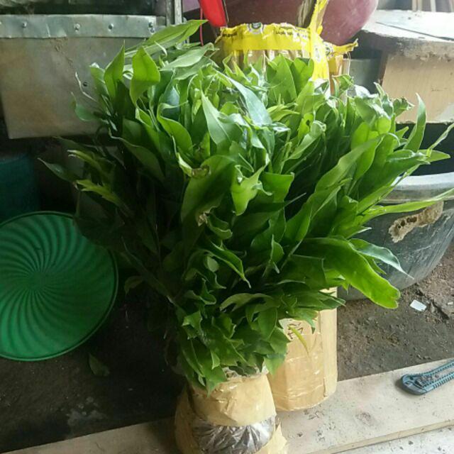 Bibit Gaharu Cabutan Jenis Malaccensis