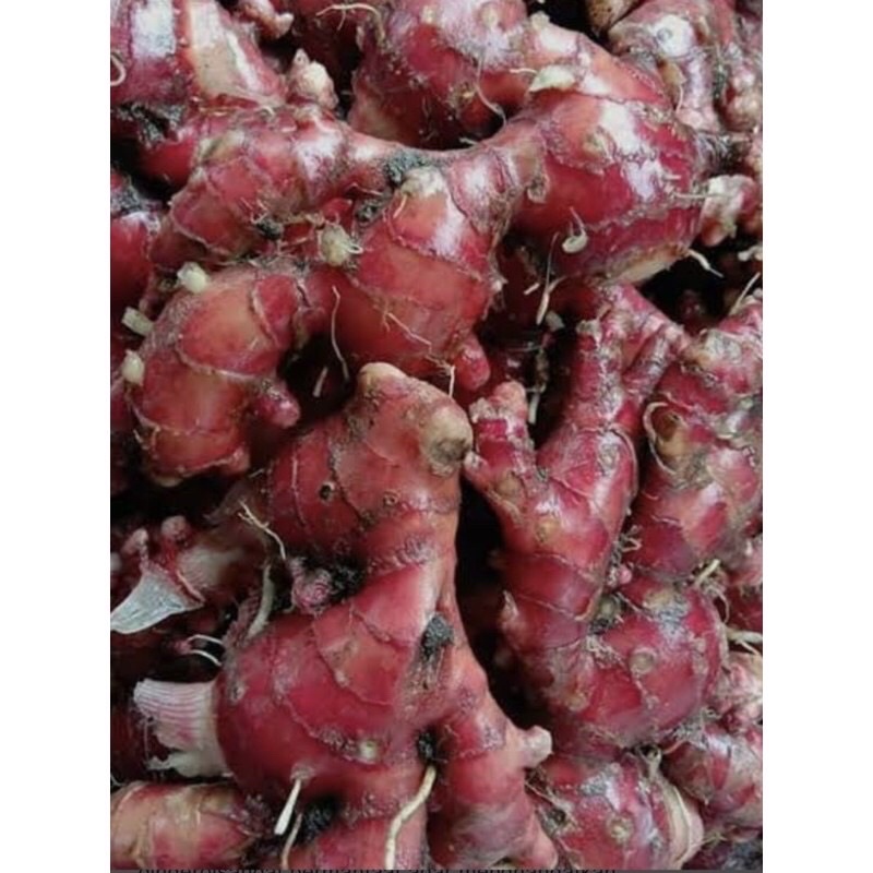 jahe merah murah jahe merah 1kg jahe merah segar jahe termurah surabaya