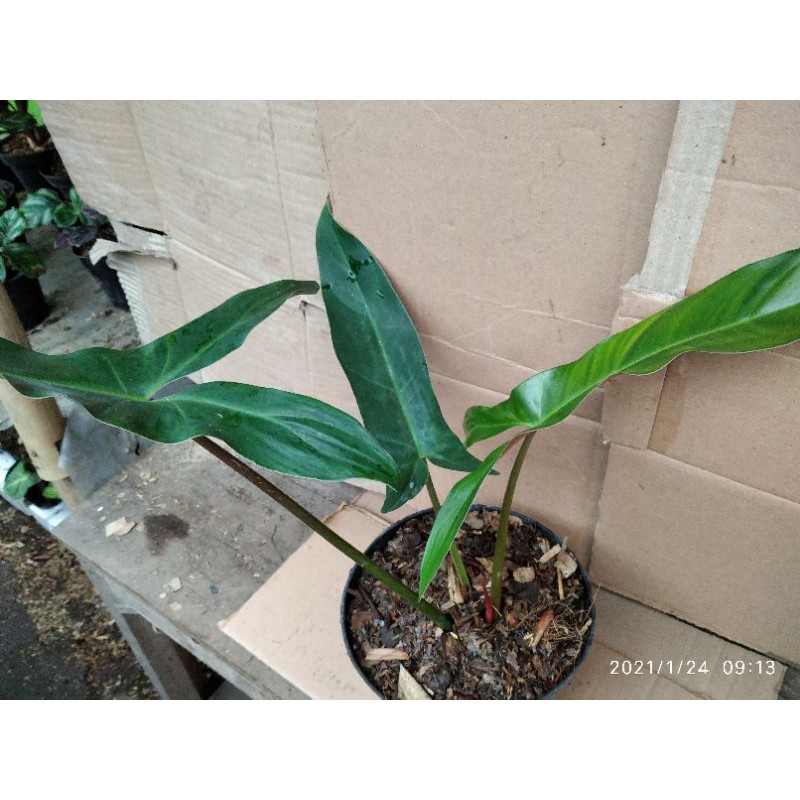 philodendron mexicanum