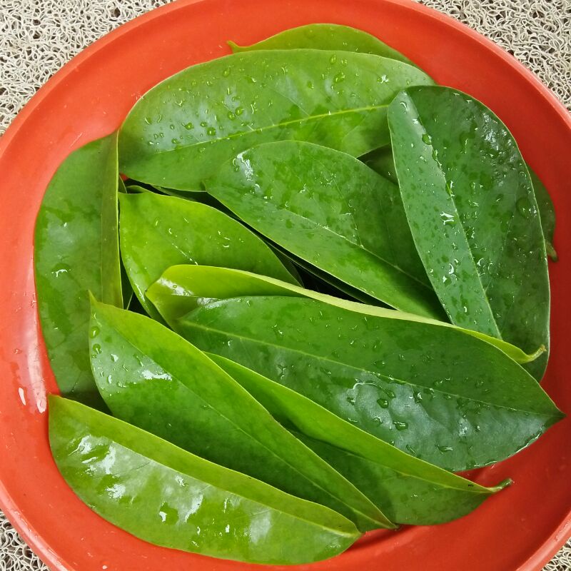 Jual Daun Sirsak Segar Lembar Petik Pohon Shopee Indonesia