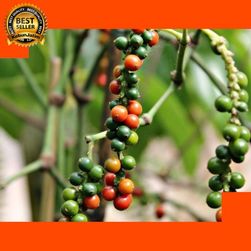 Tanaman bibit buah merica lada perdu